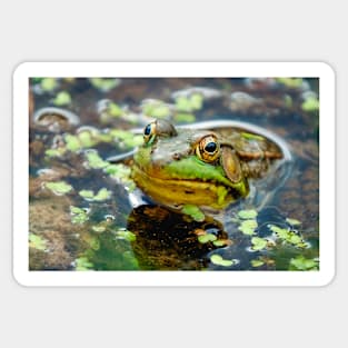 Peeping Green Frog Photograph Sticker